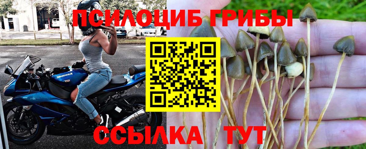 где купить наркоту  Вход с VPN  Златоуст  Псилоцибиновые грибы Cubensis 